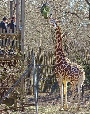 bronx zoo bronx things to do bronx zoo nyc