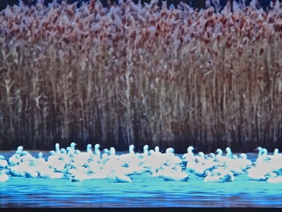 documentary film saving jamaica bay queens nyc